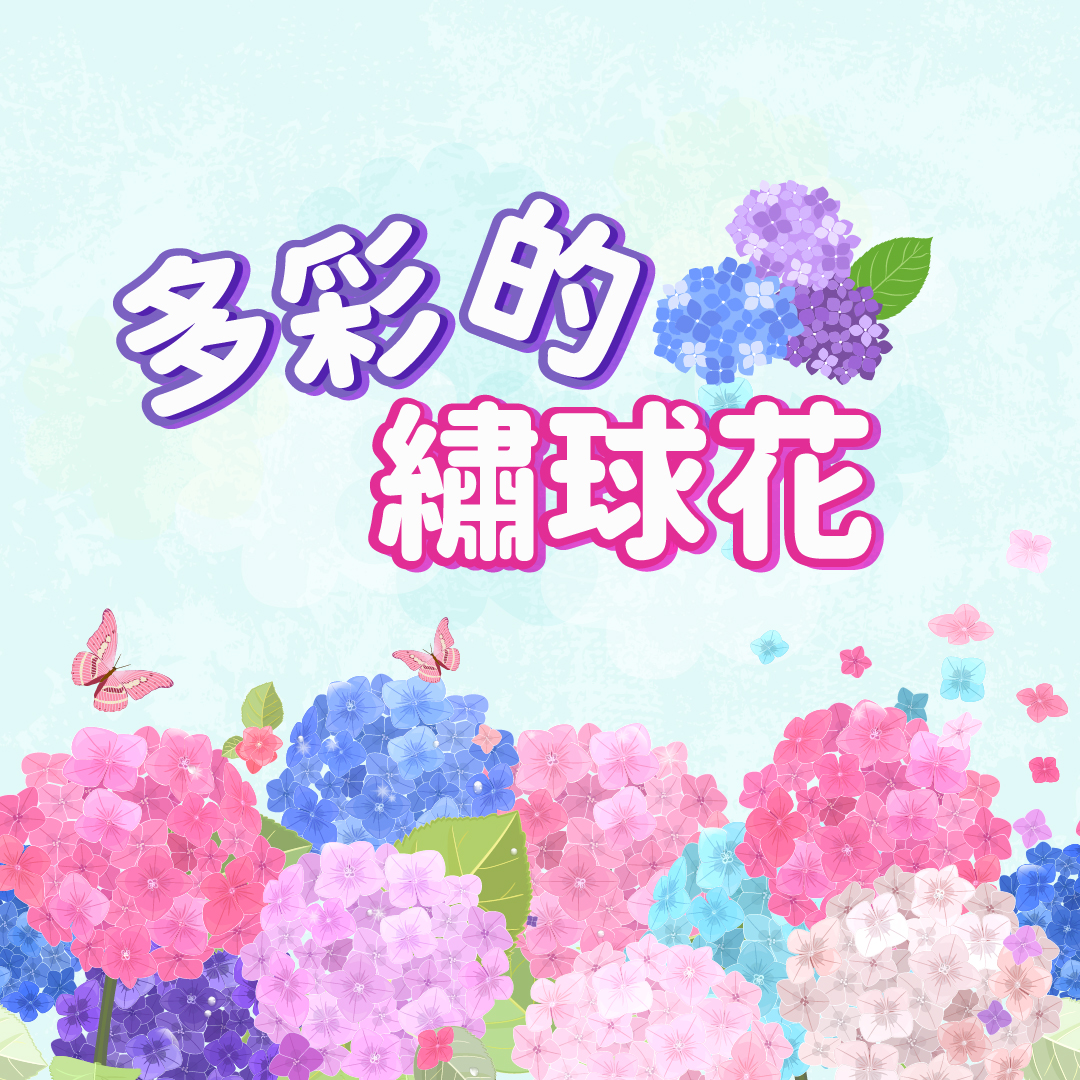 李長榮教育基金會 - 【多彩的繡球花】 臺灣賞櫻季節近尾聲，繡球花接棒陸續開花，每年五月至六月初夏是繡球花季，繡球花期長、五顏六色，廣受喜愛 ...