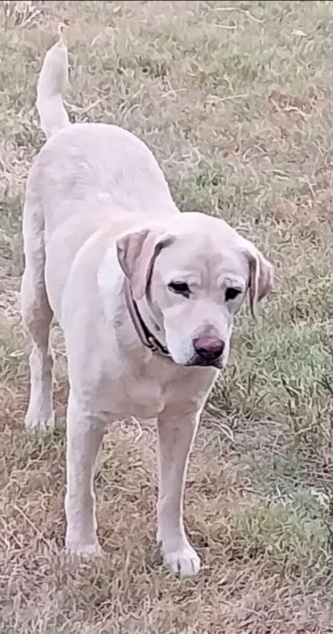 Meet Holly. She is a 3-5 yr old,... - Chicagoland Lab Rescue | Facebook