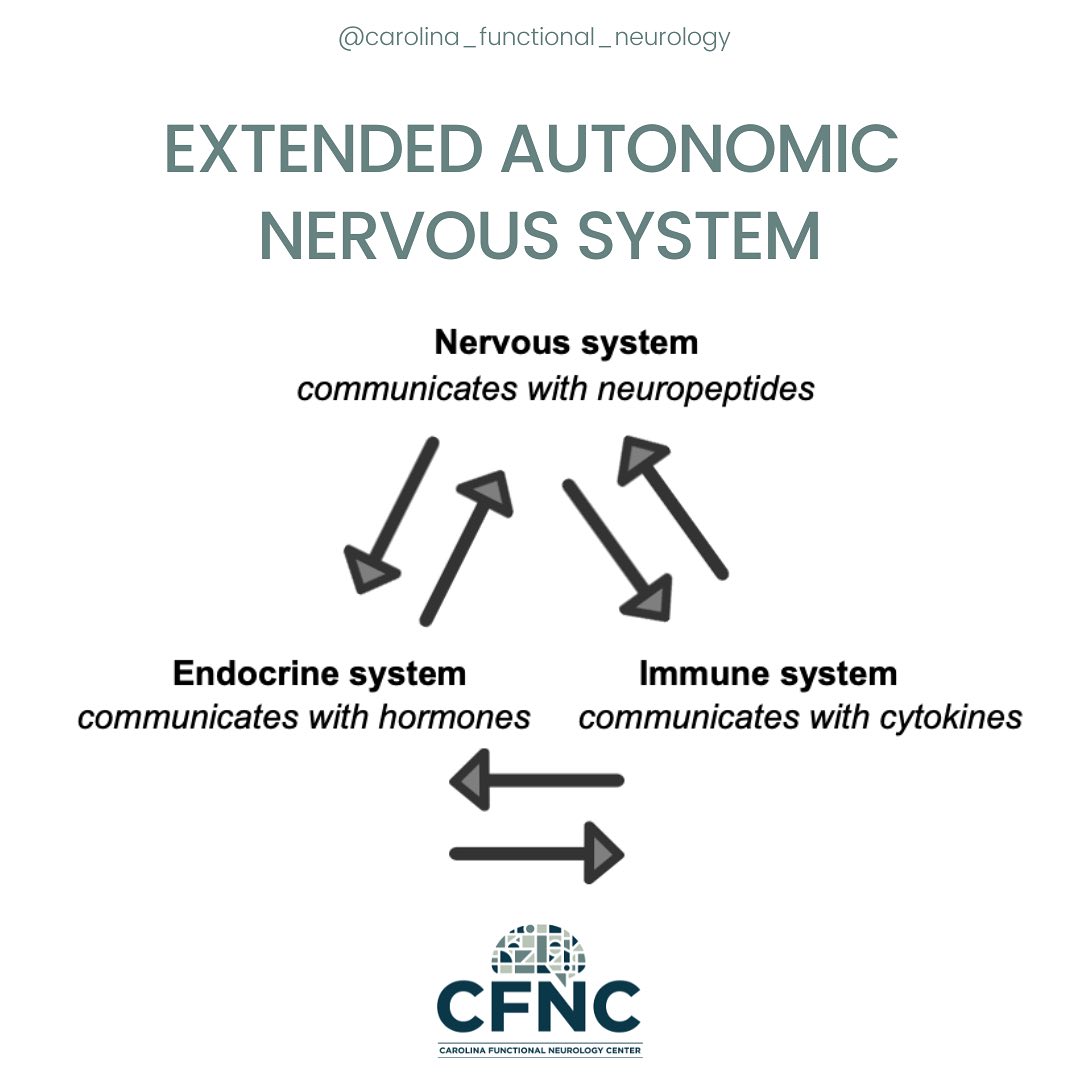 Carolina - The extended autonomic nervous system is a term used to ...