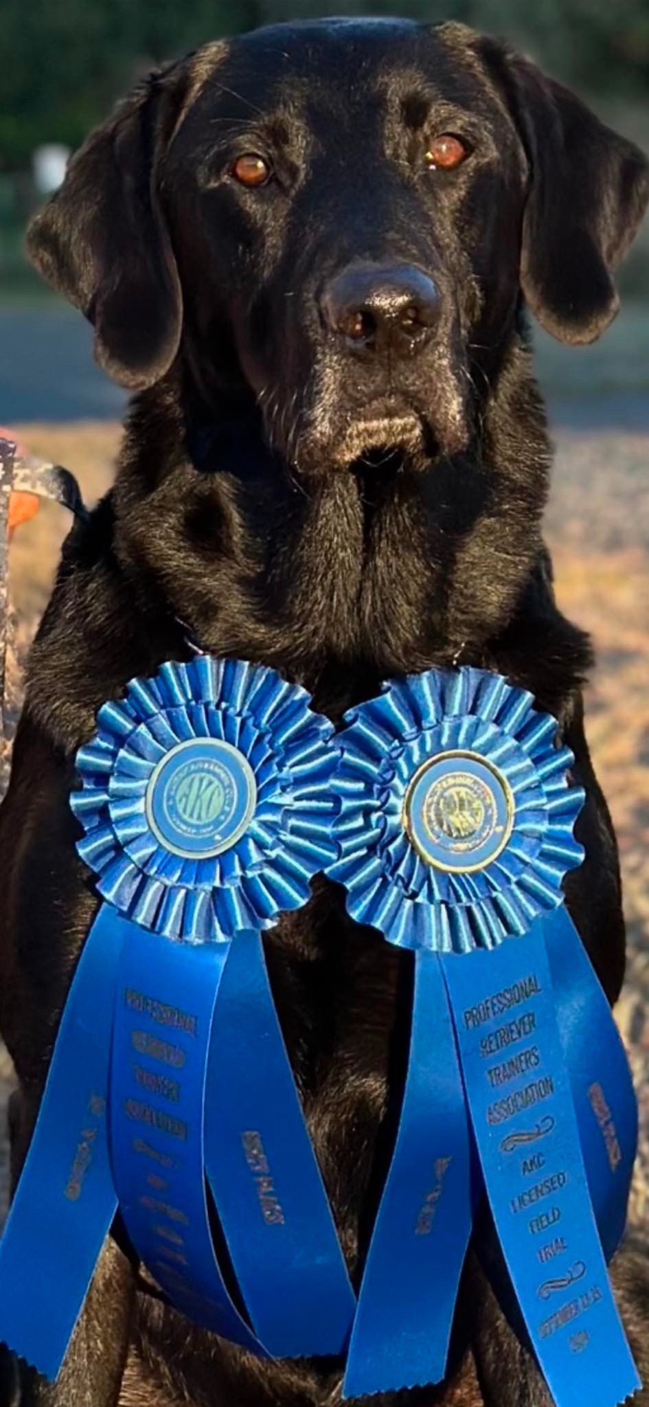 All American Pointing Labradors