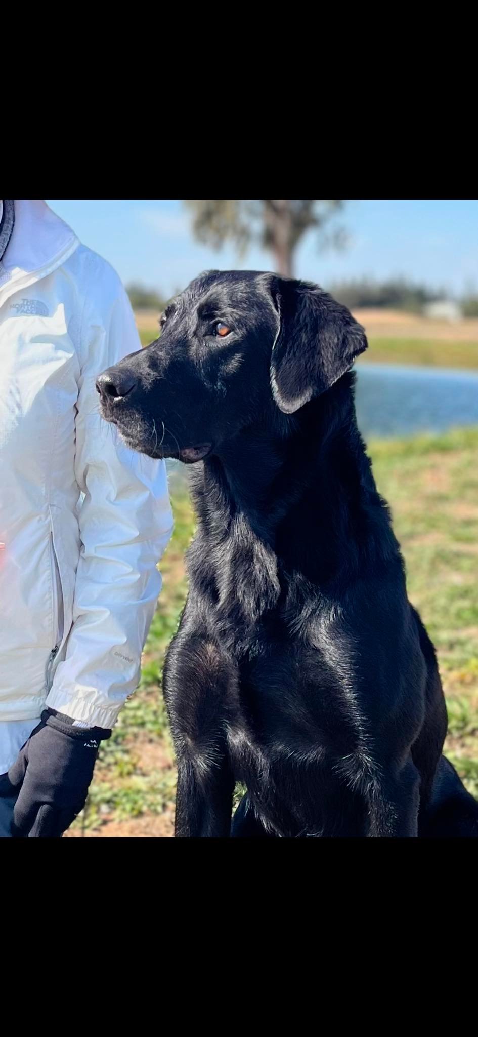 All American Pointing Labradors