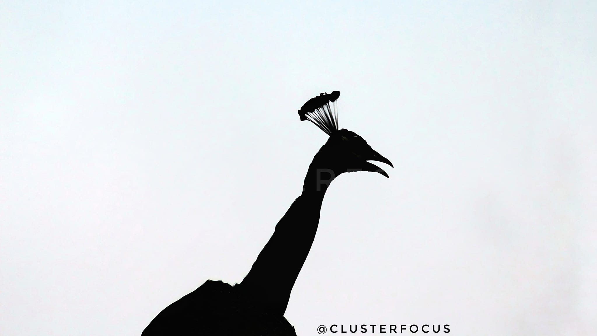 Cluster Focus
