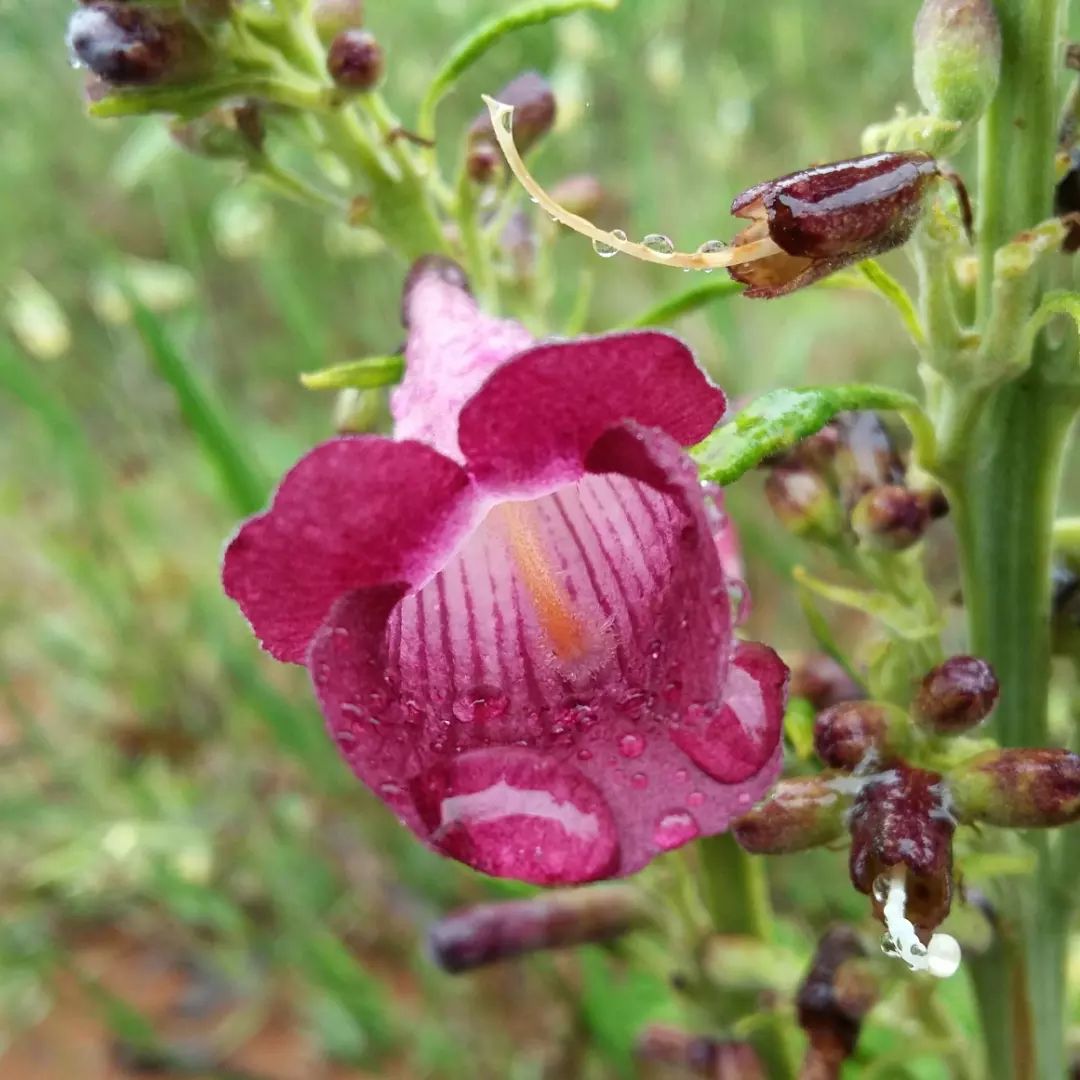Plantas Medicinais do Cerrado
