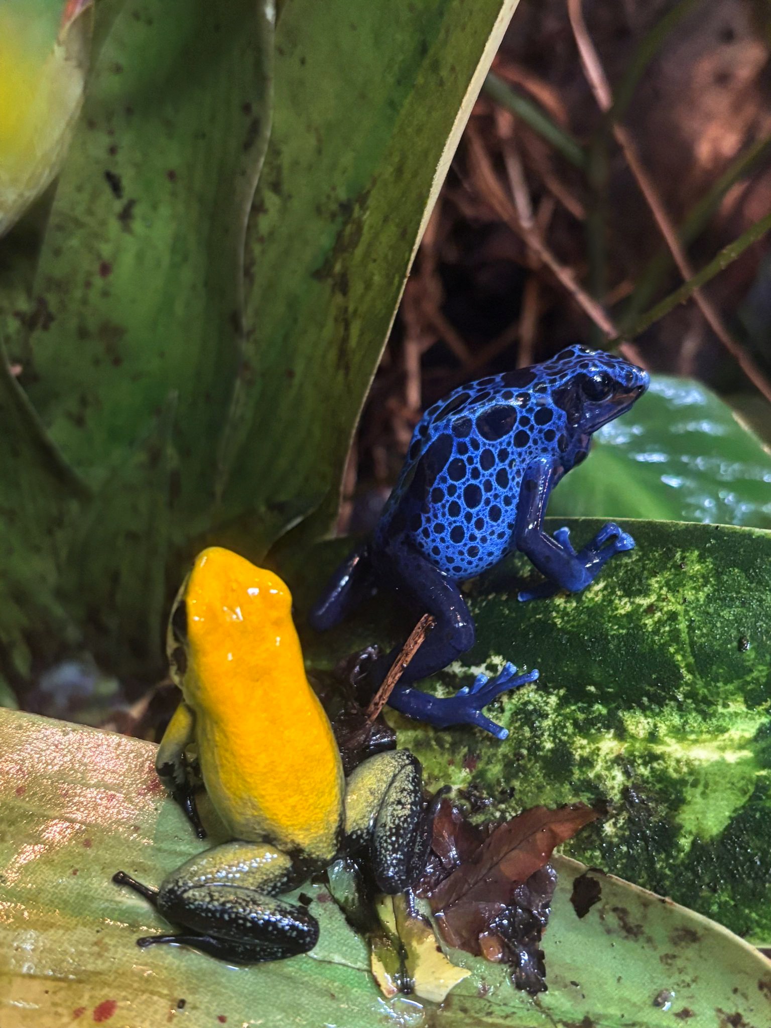 The Jewels of the Rain Forest Nature's most vibrant warning. These