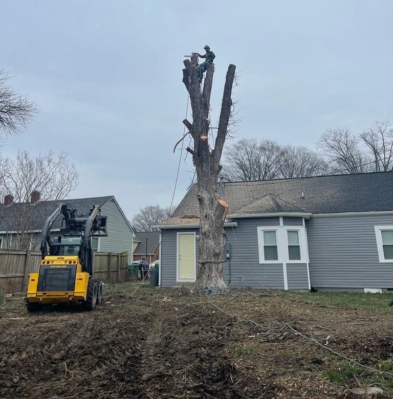 🌳🌿 Let’s Take Care of Your Trees Together! 🌿🌳 Do your trees need some ...