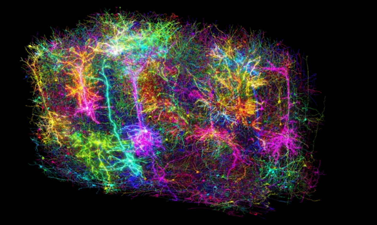 Neuroscience - World’s Most Detailed Brain Map Built From a Grain of ...