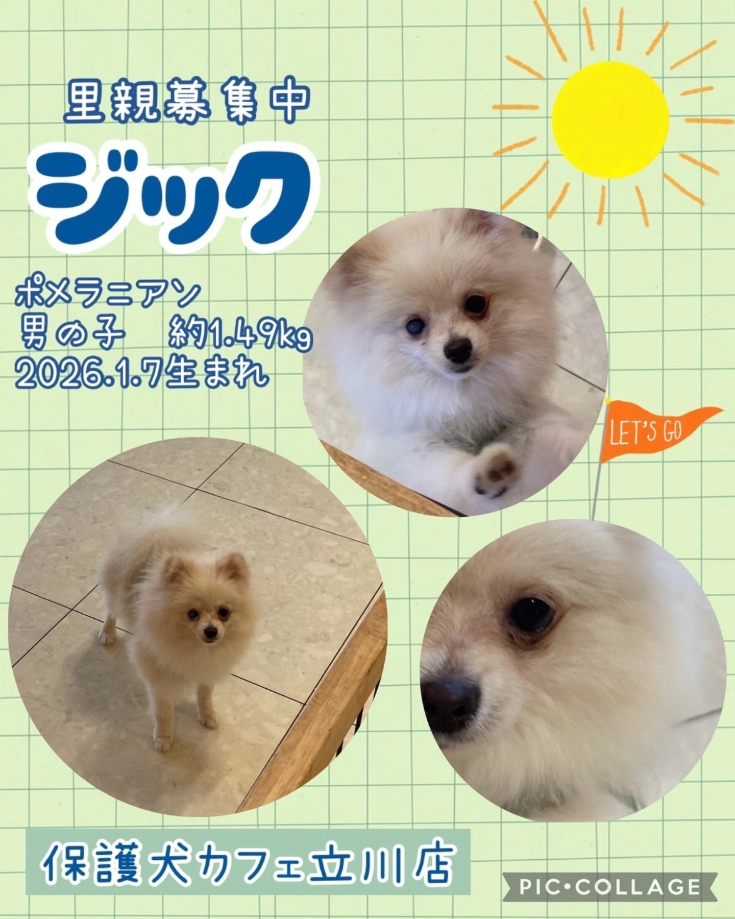 立川 保護 犬 カフェ