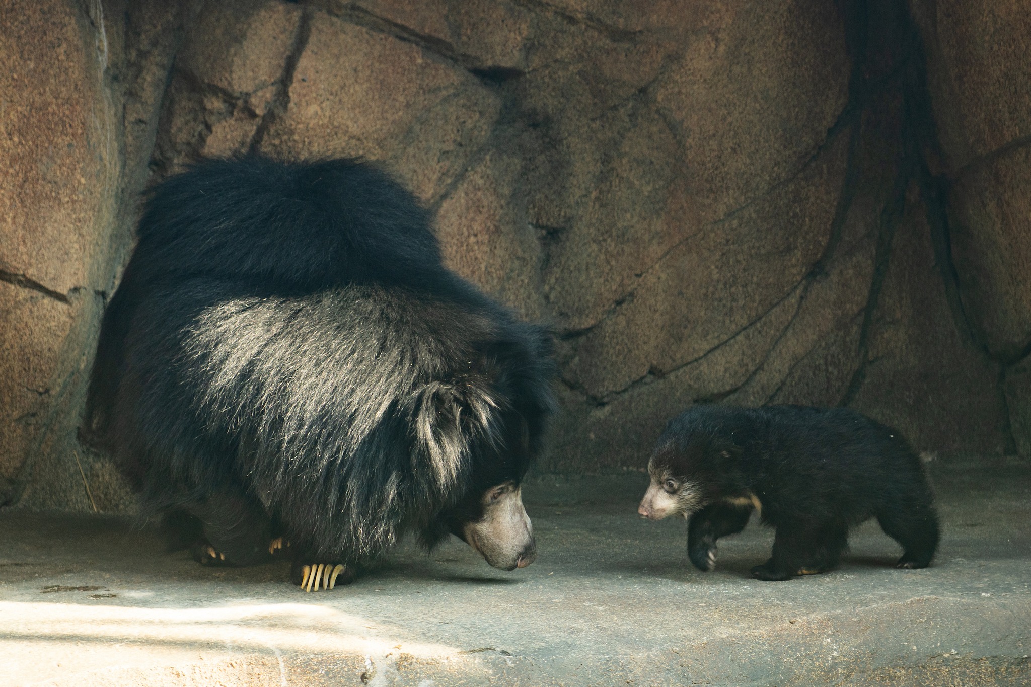 WKYC - MEET SUHANI!! Cleveland Metroparks Zoo announced its newest ...