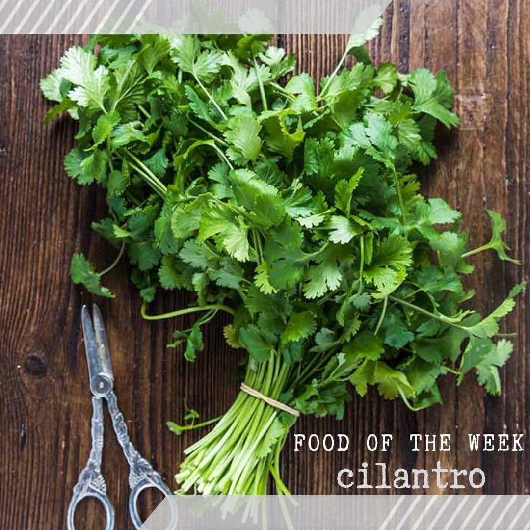 National - Food of the Week: Cilantro Cilantro is an annual herb from ...