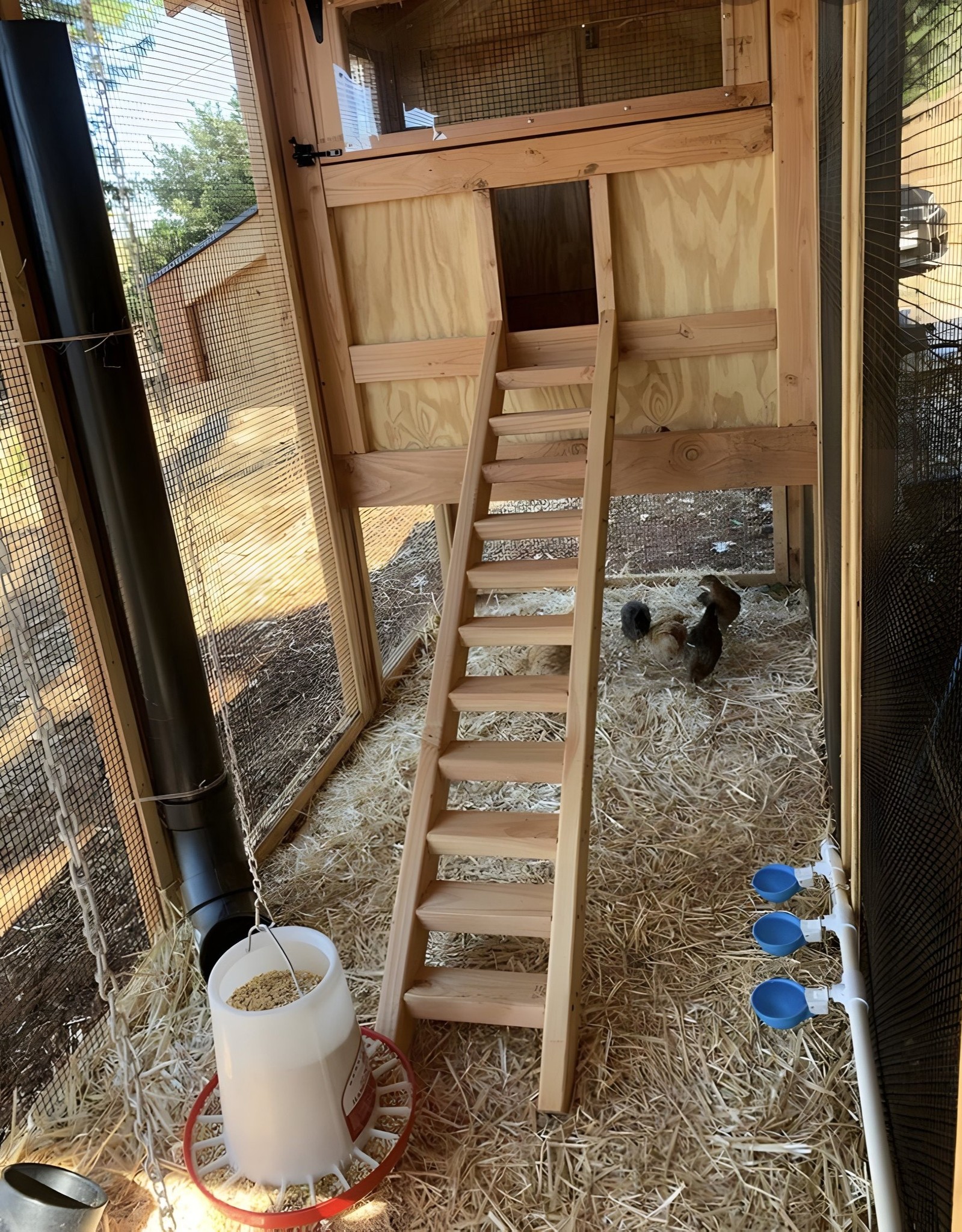 Angelina - Chicken ramp. | Facebook