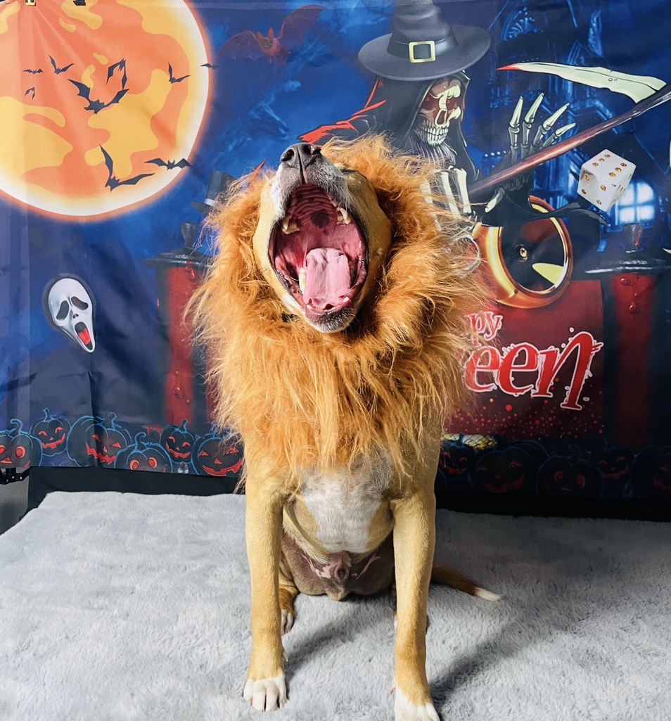 🎃🐾 Happy Howl-o-ween from MUTTESSORI... - Aloha K9 Training