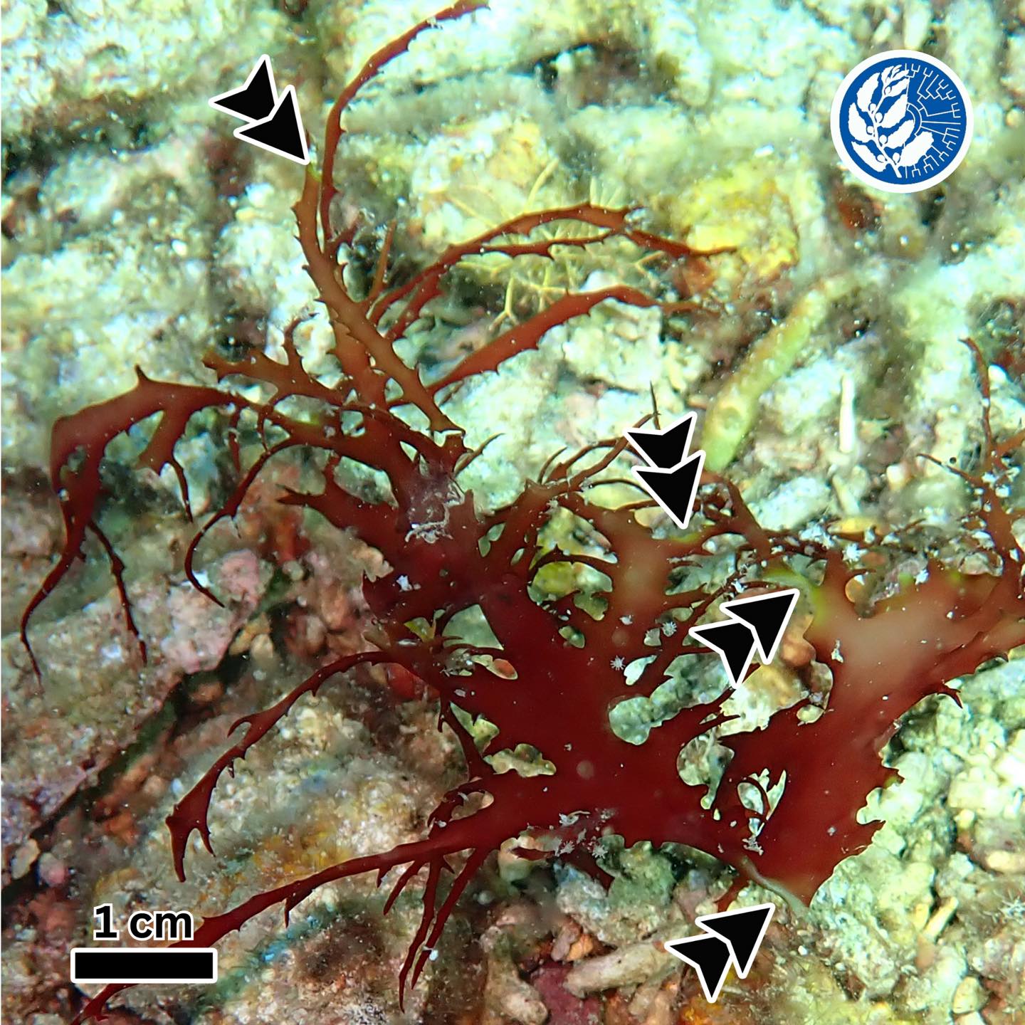 Marine Phycology Laboratory - Did you know that tropical seaweeds may ...