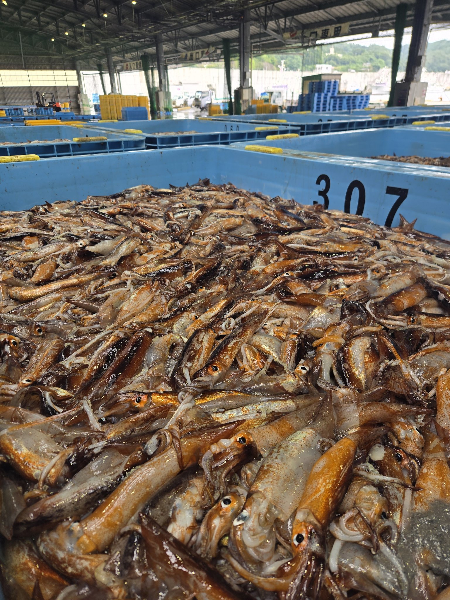 宮古 魚 市場 水揚げ 情報