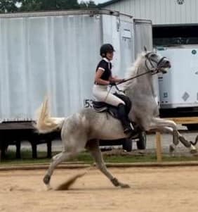 NC Sporthorse- Cornerstone Farm