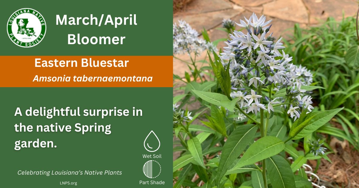 Louisiana - A cheerful late March/April native perennial. Eastern ...