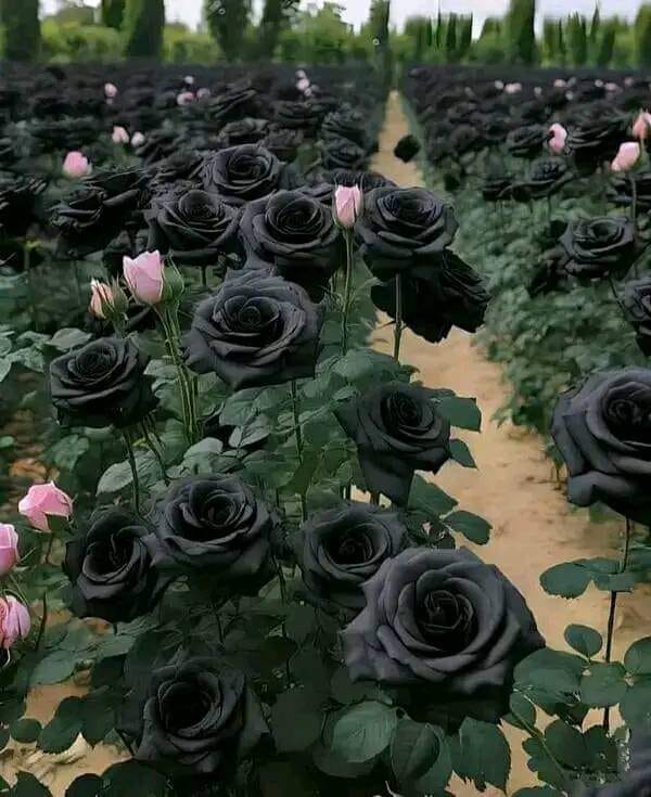 Beautiful nature 💖 Black Roses.