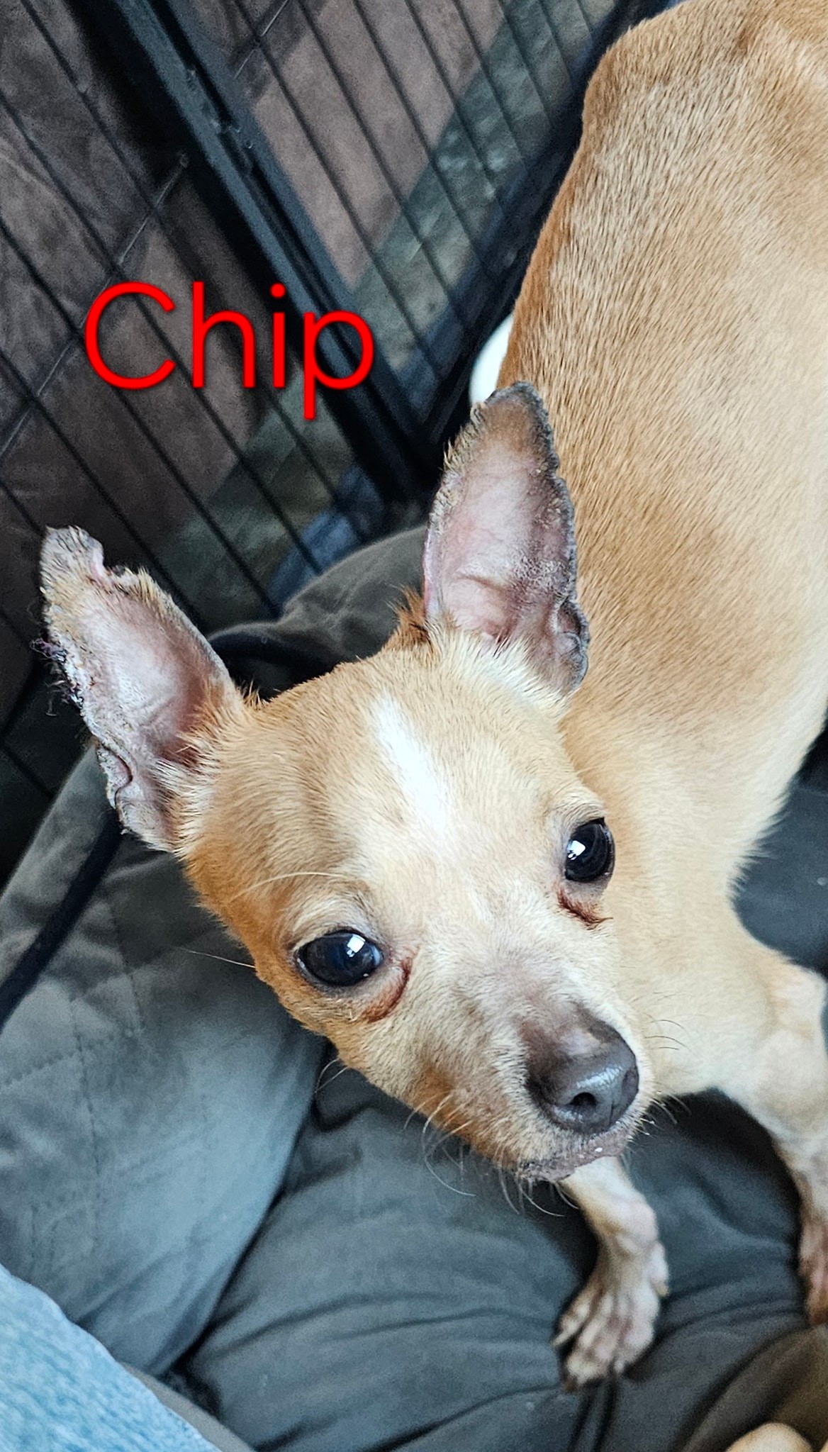 Pitiful Pups | Bixby OK