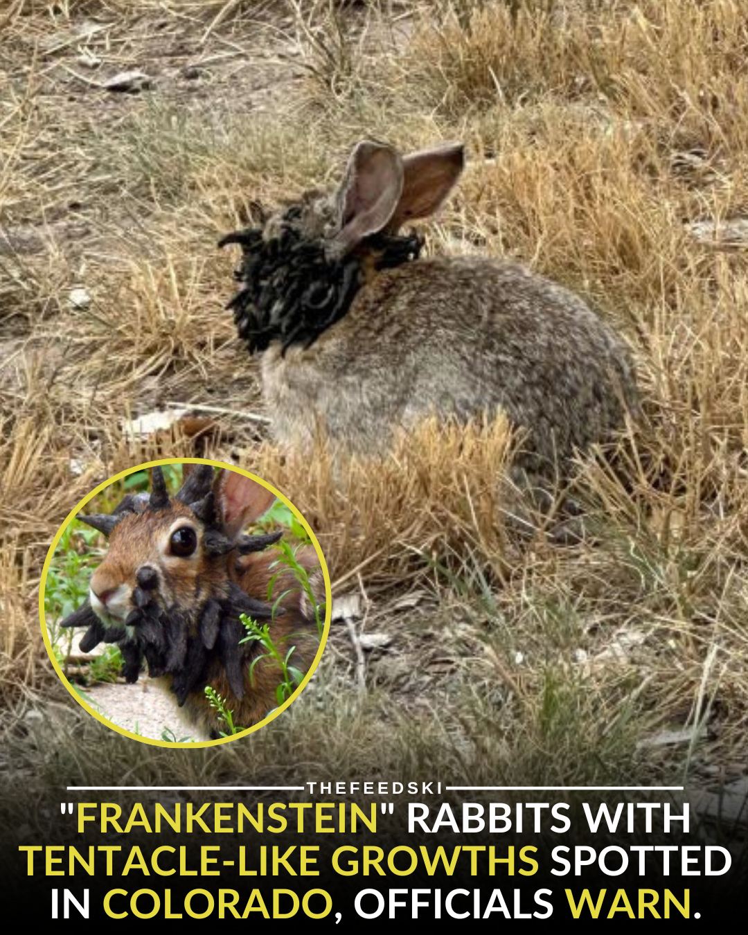 TheFeedski - In Fort Collins, Colorado, residents have spotted wild ...