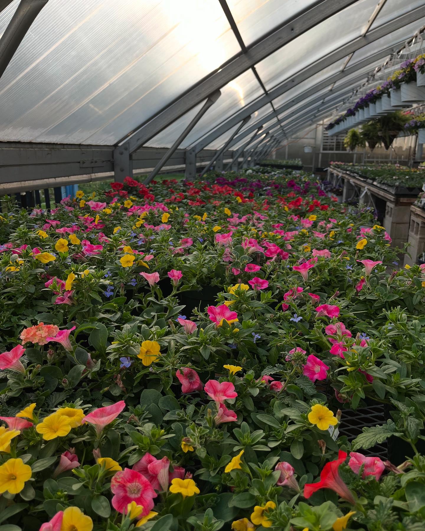 Cherry Ridge Greenhouse | Sugarcreek OH