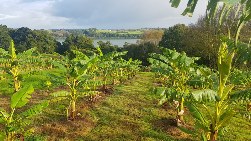 Pahi Bananas | Northland