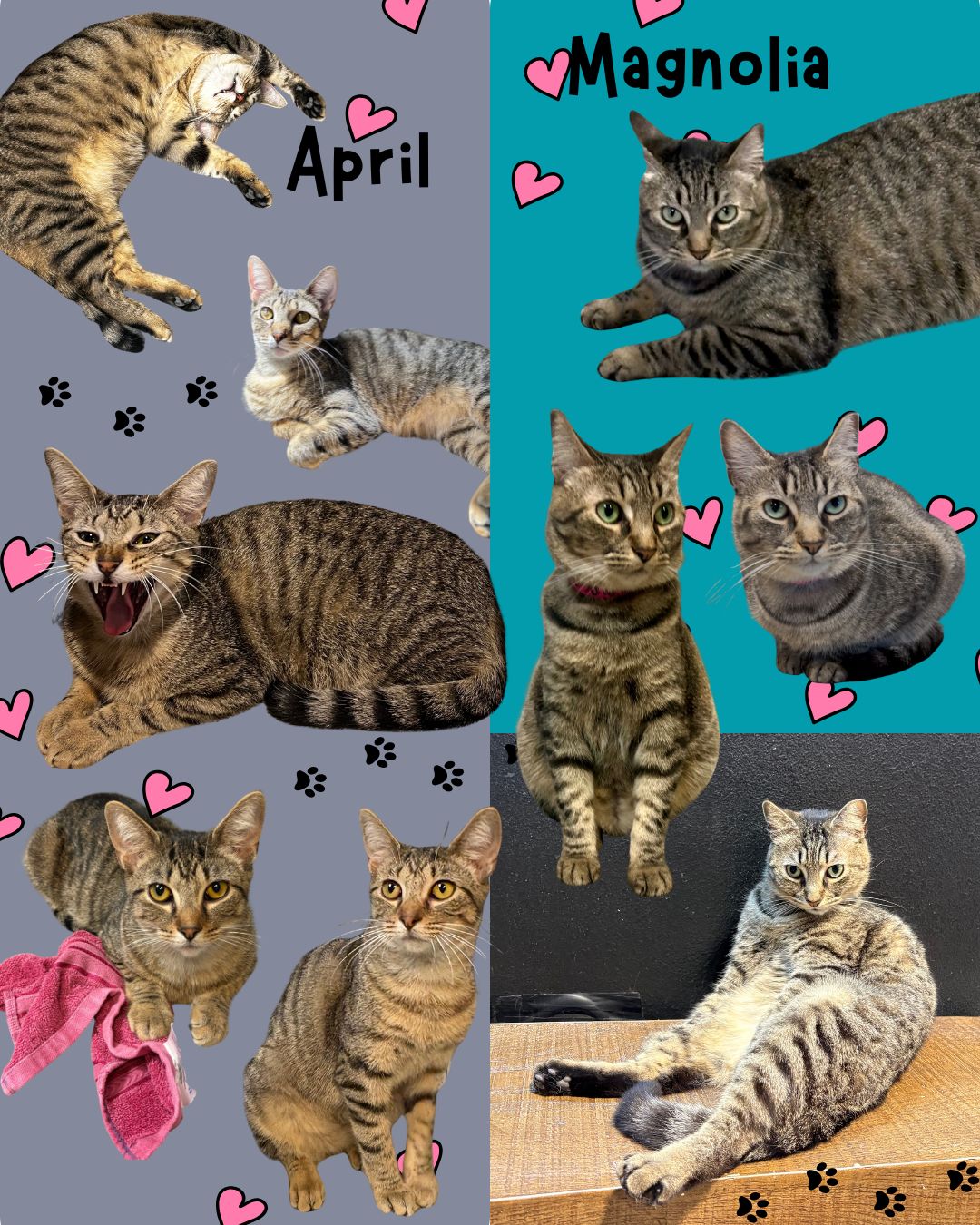 🌟 Featured Cats of the Month: April &... - Orlando Cat Café | Facebook