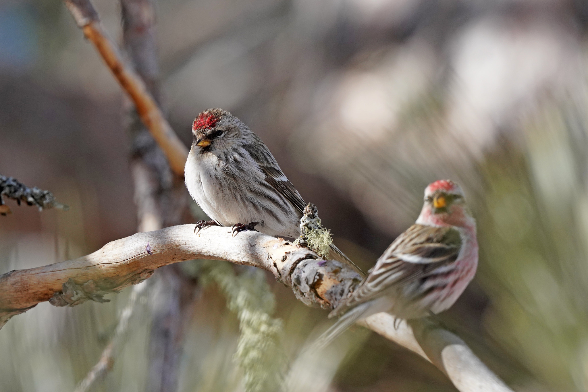 U.S. - Did you say goodbye to your winter birds? Redpolls have departed ...