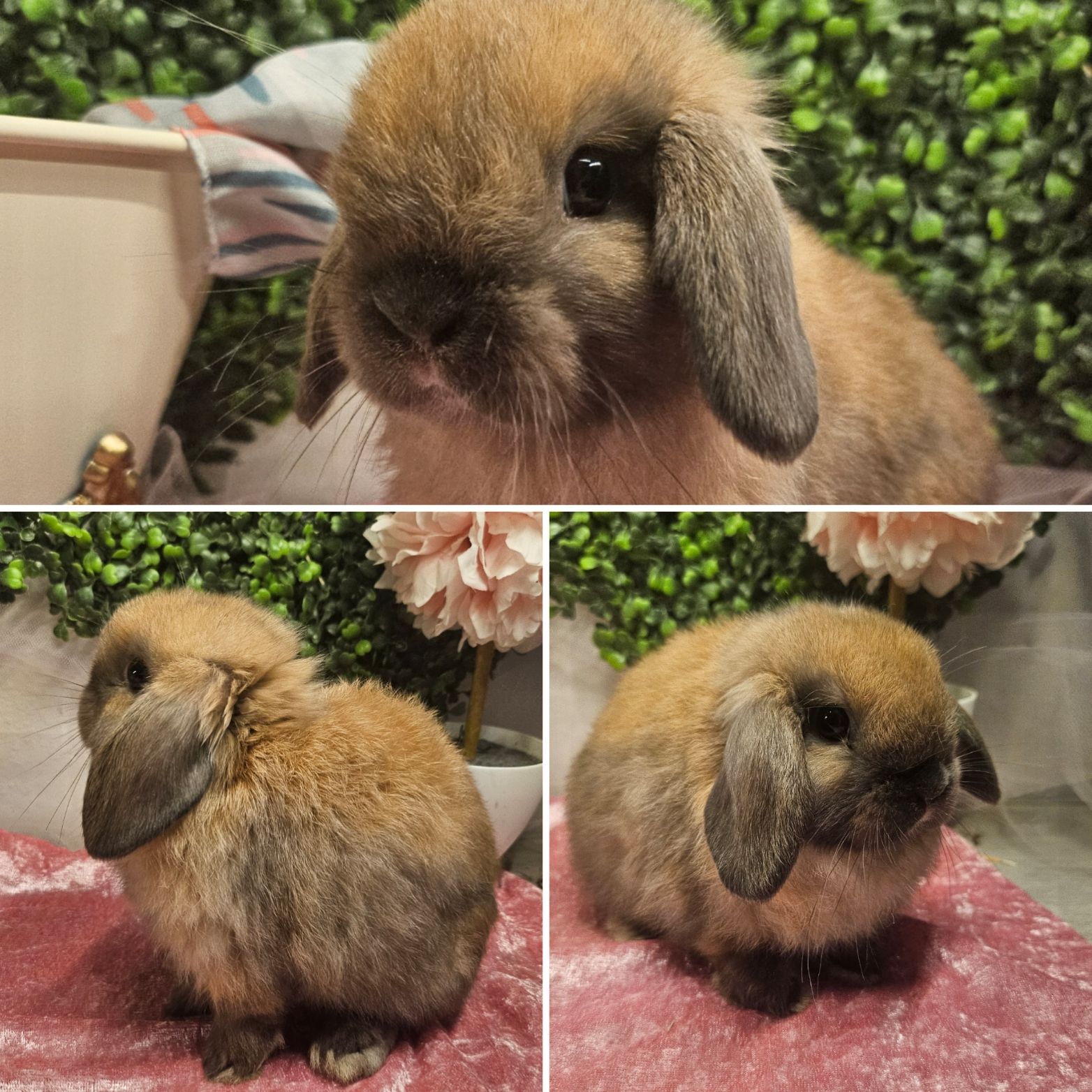 The Lop Shop - Black Tort Holland Lop – A Classic Favorite... | Facebook