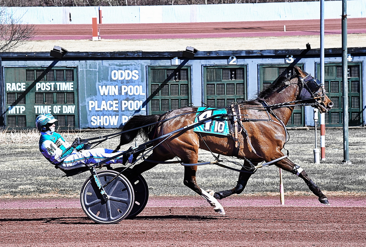 Harness Racing Museum & Hall of Fame - CAPTAIN TERMINATOR STRONG IN ...