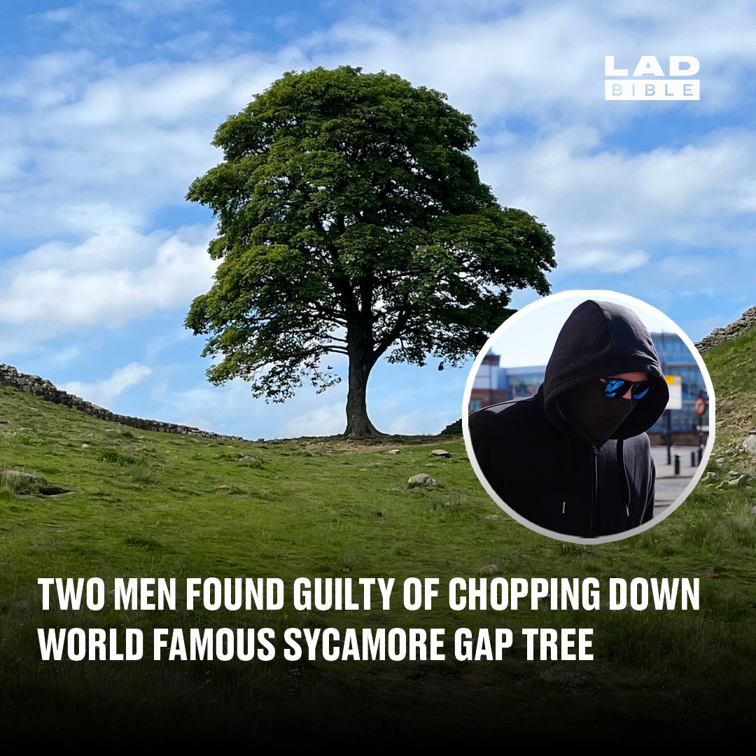 LADbible - The iconic tree is worth more than £600,000. | Facebook