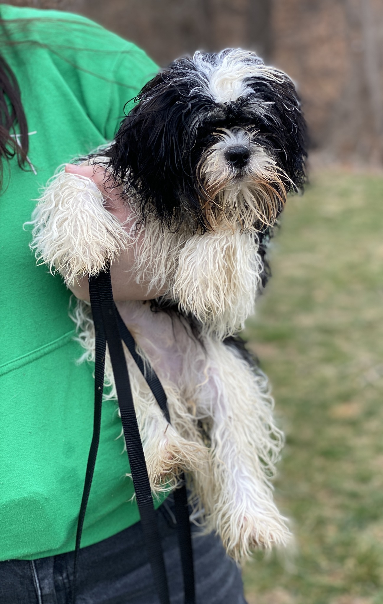 All 4 Paws Rescue