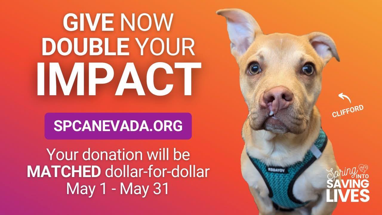 SPCA of Northern Nevada Thrift Store | Reno NV