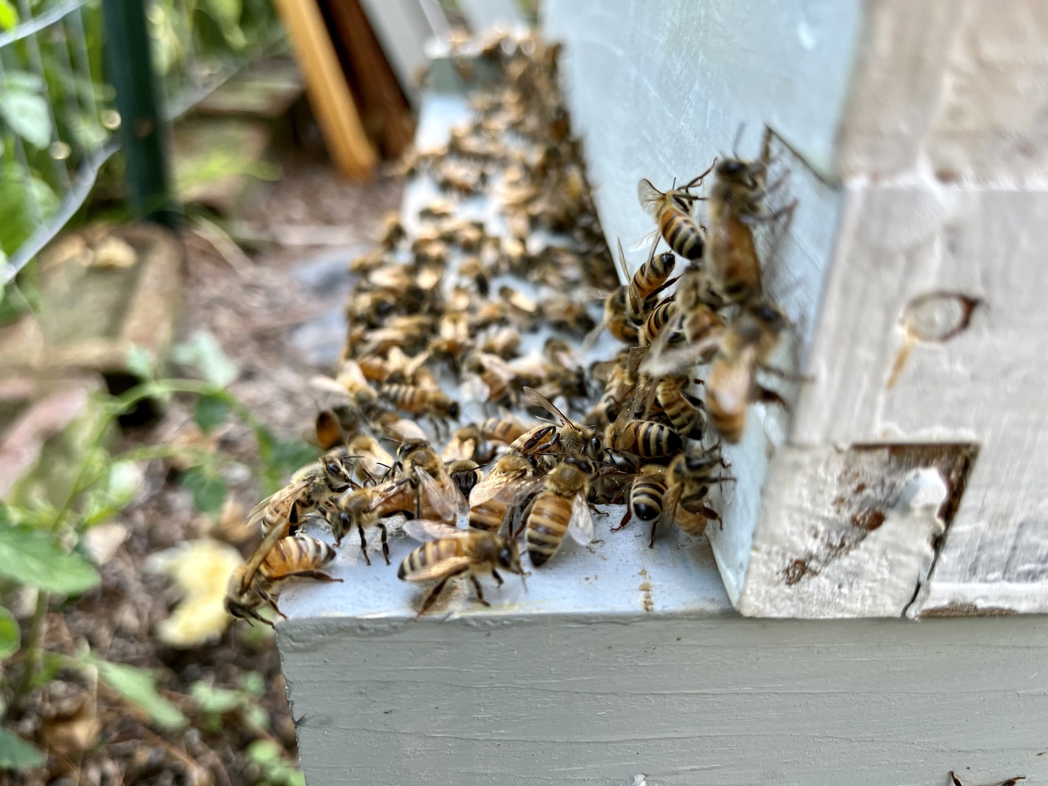 St. Croix Valley Beekeepers Association | Baldwin WI