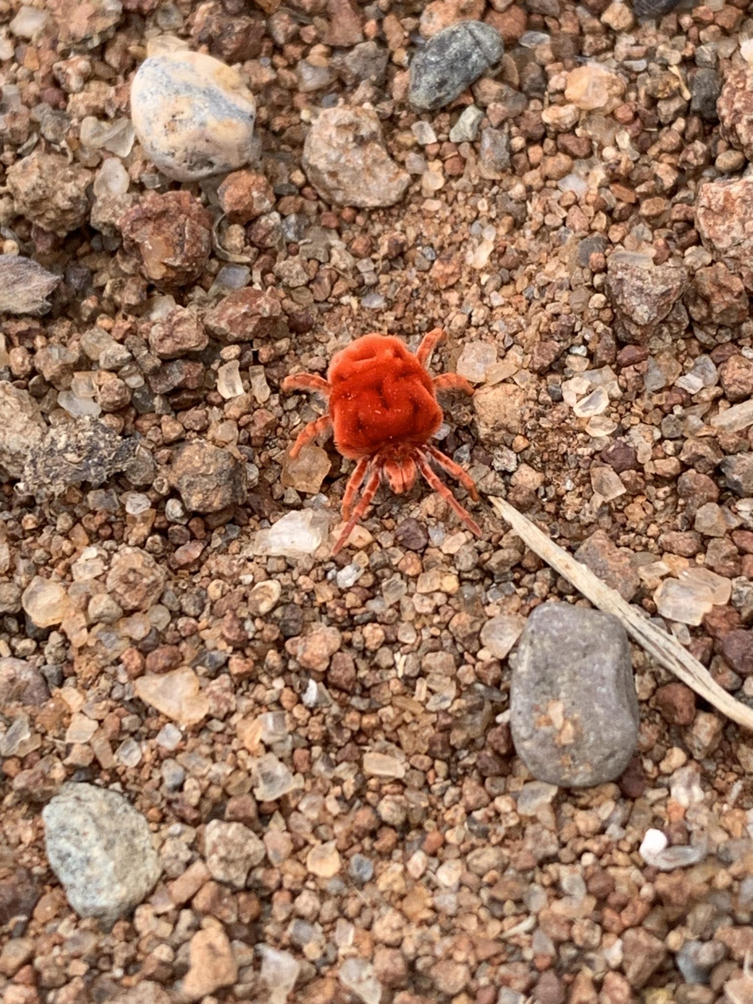 What kind of red little mite is found at Triceratops Brewery?