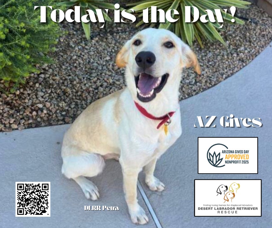 Today is AZ Gives Day!... - Desert Labrador Retriever Rescue | Facebook