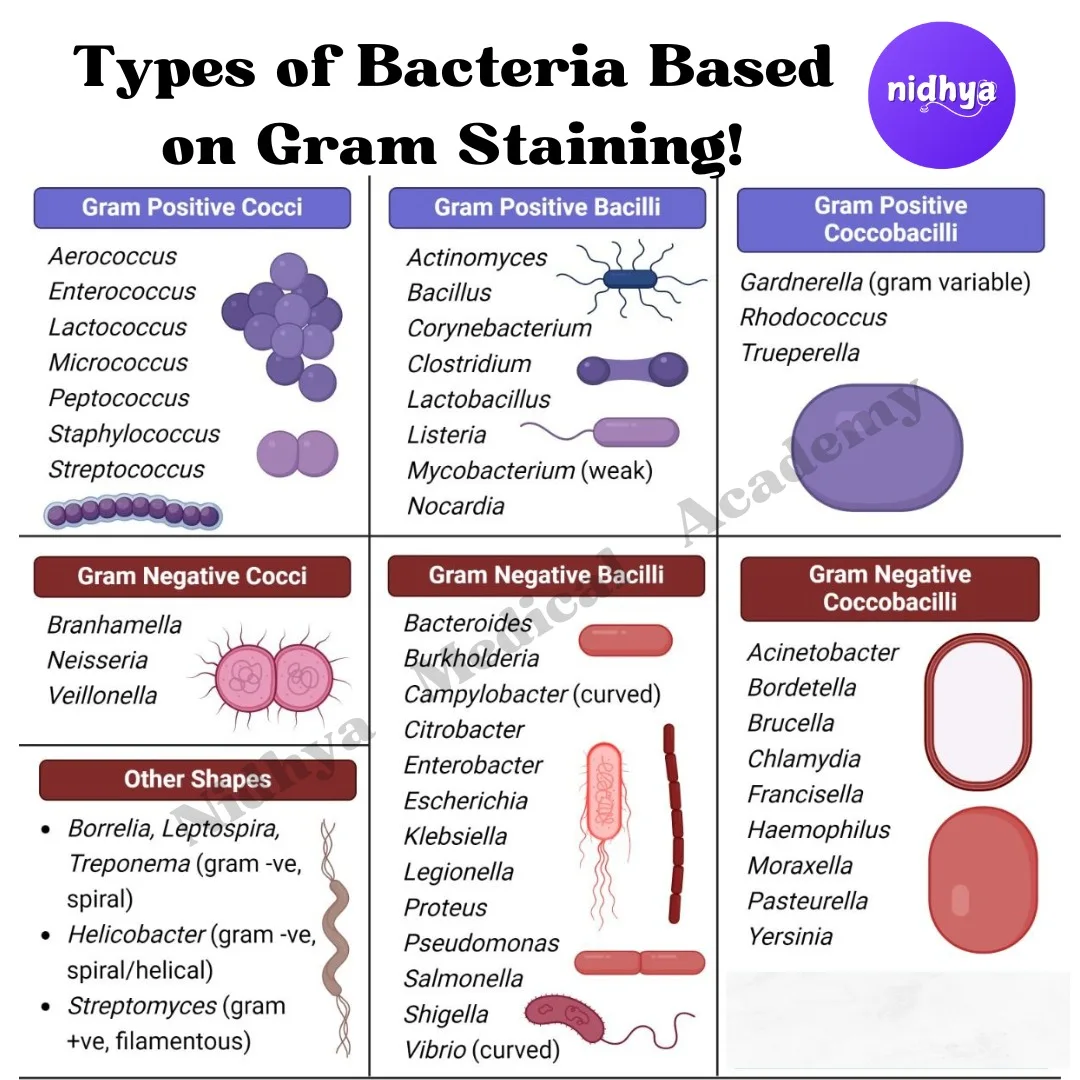 Nidhya - *Gram-Positive & Gram-Negative Bacteria Explained! 🦠* *🔬 Gram ...