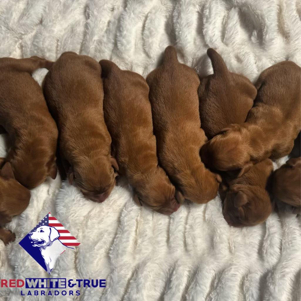 Red White & True Labradors | Ruth MS