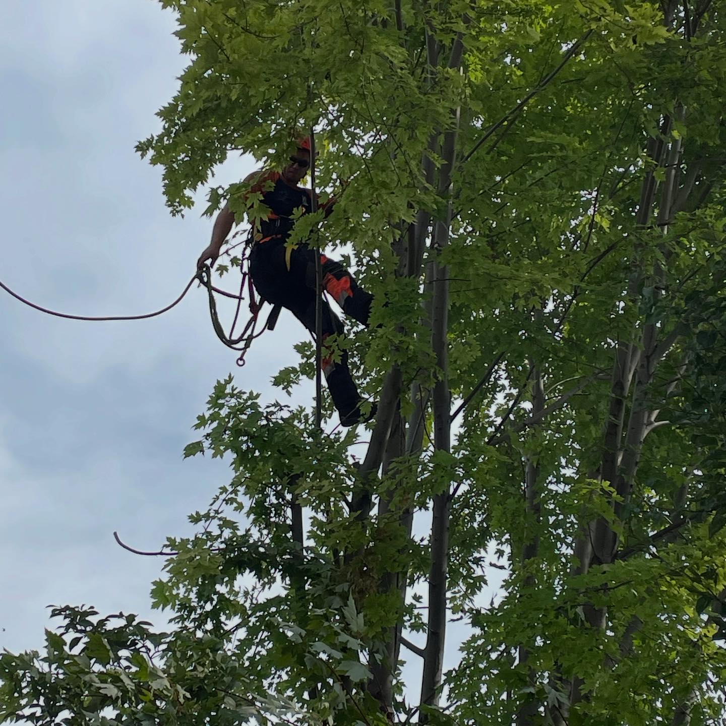 Vista Tree Management | Toronto ON