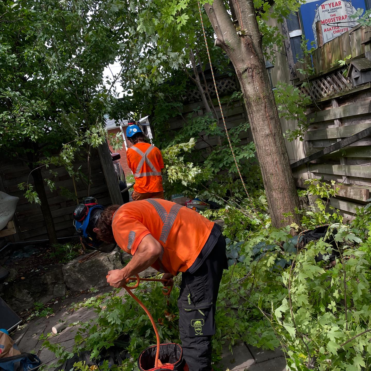 Vista Tree Management | Toronto ON
