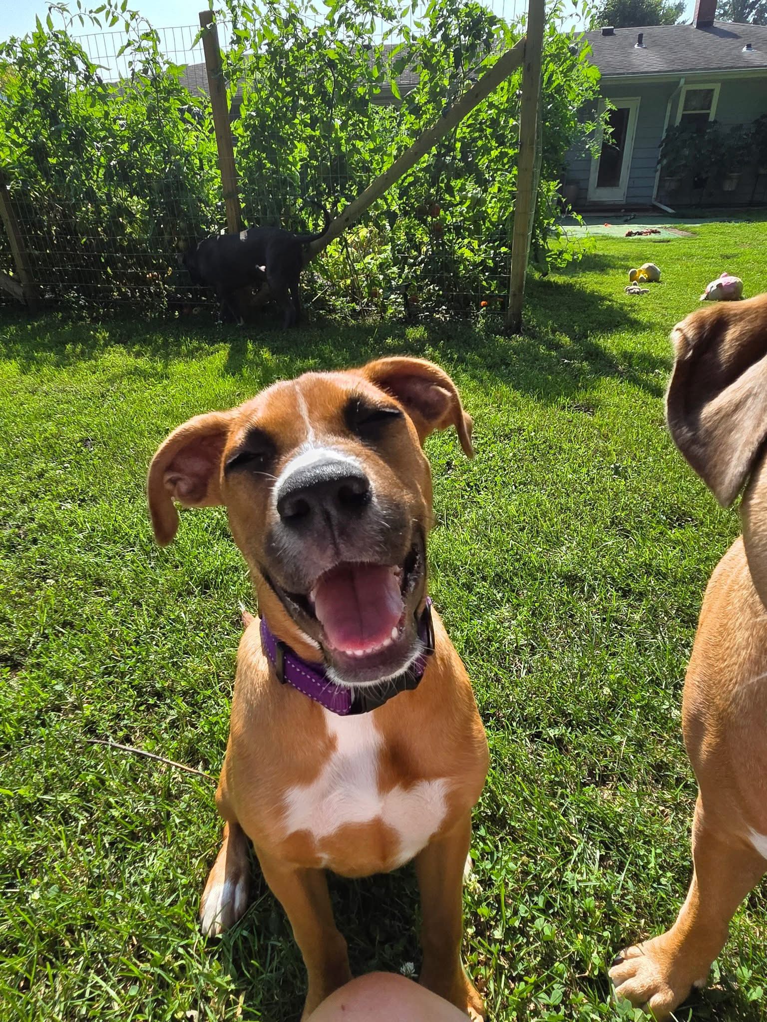 Meet Lottie She is a 5 month old Boxer mix of sweetness and  