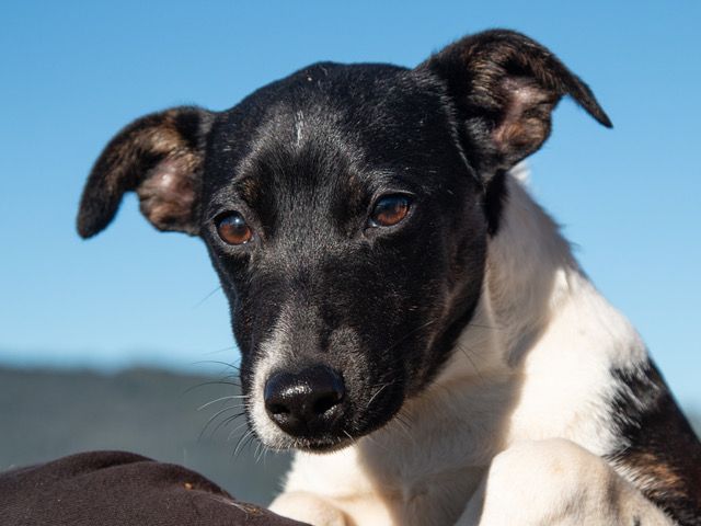 Calaveras - CHP Officers, Deputies, and Good Samaritans Save Puppies in ...