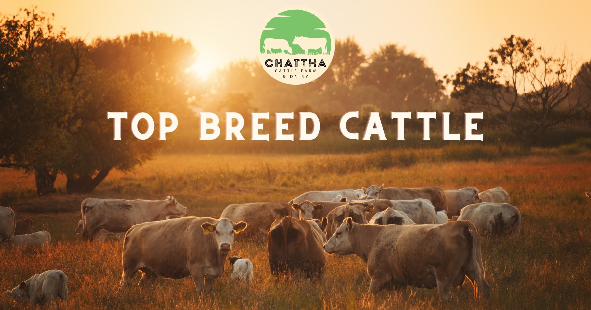 Chattha Cattle Farm Rawalpindi Rawalpindi