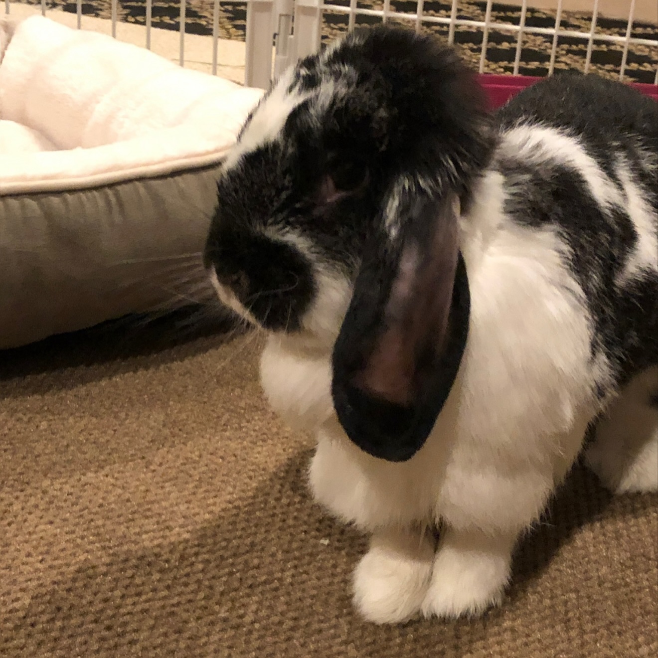 Hug-a-Bunny Rabbit Rescue | Waldwick NJ