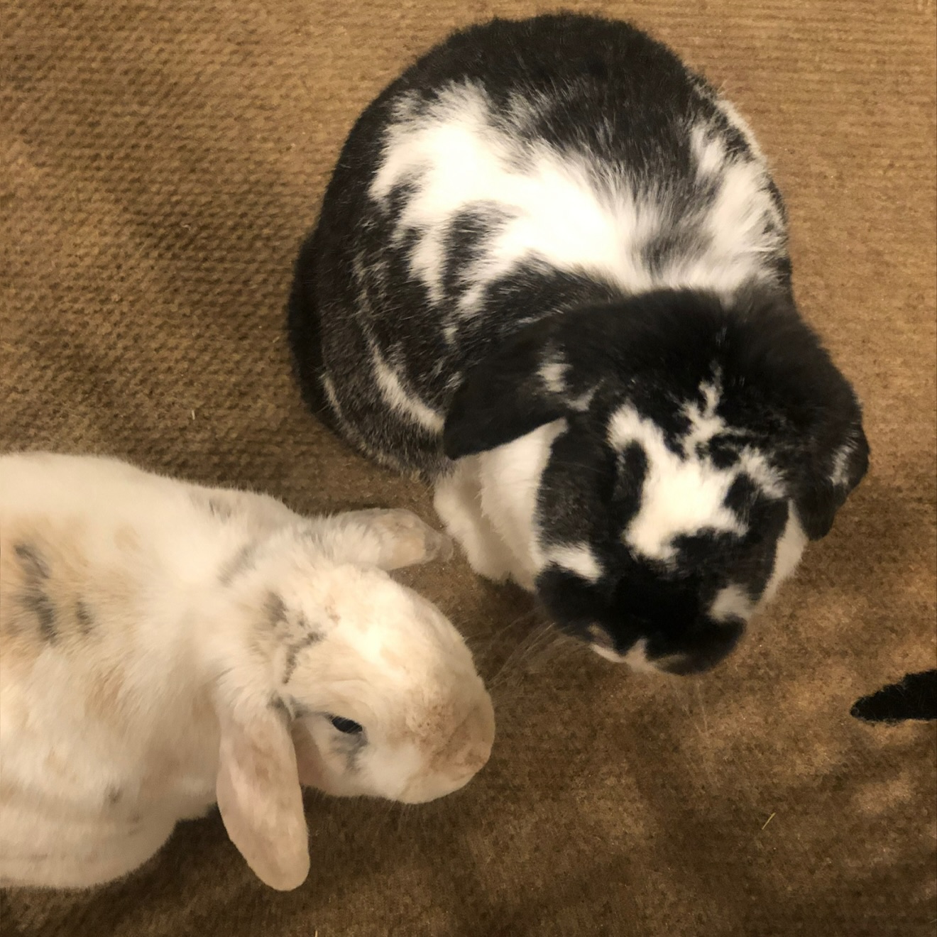 Hug-a-Bunny Rabbit Rescue | Waldwick NJ