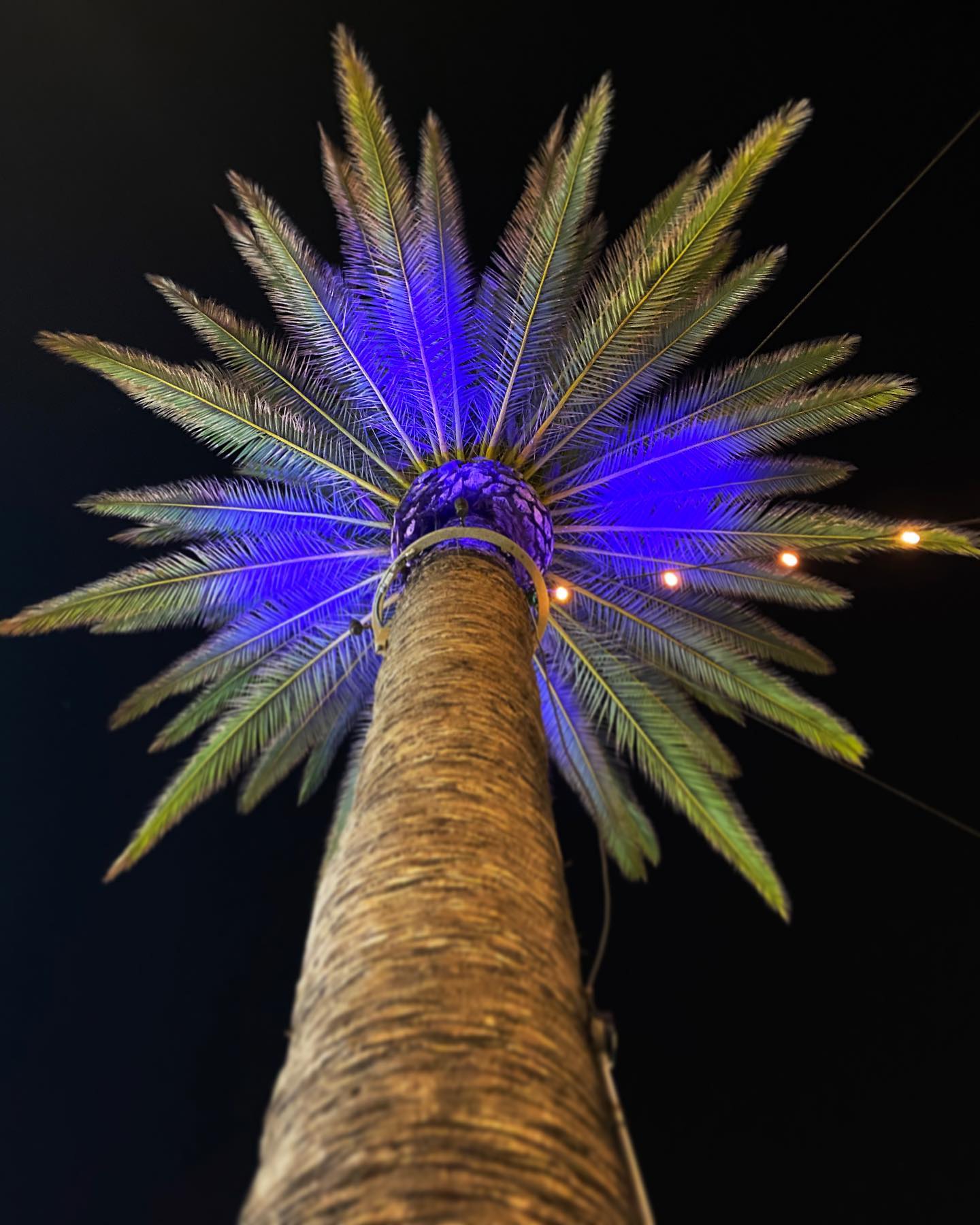Roto Lighting - Color-Changing Palm Tree Ring Light Installation on the ...