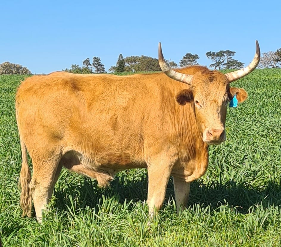 cow-s-corner-livestock-port-elizabeth