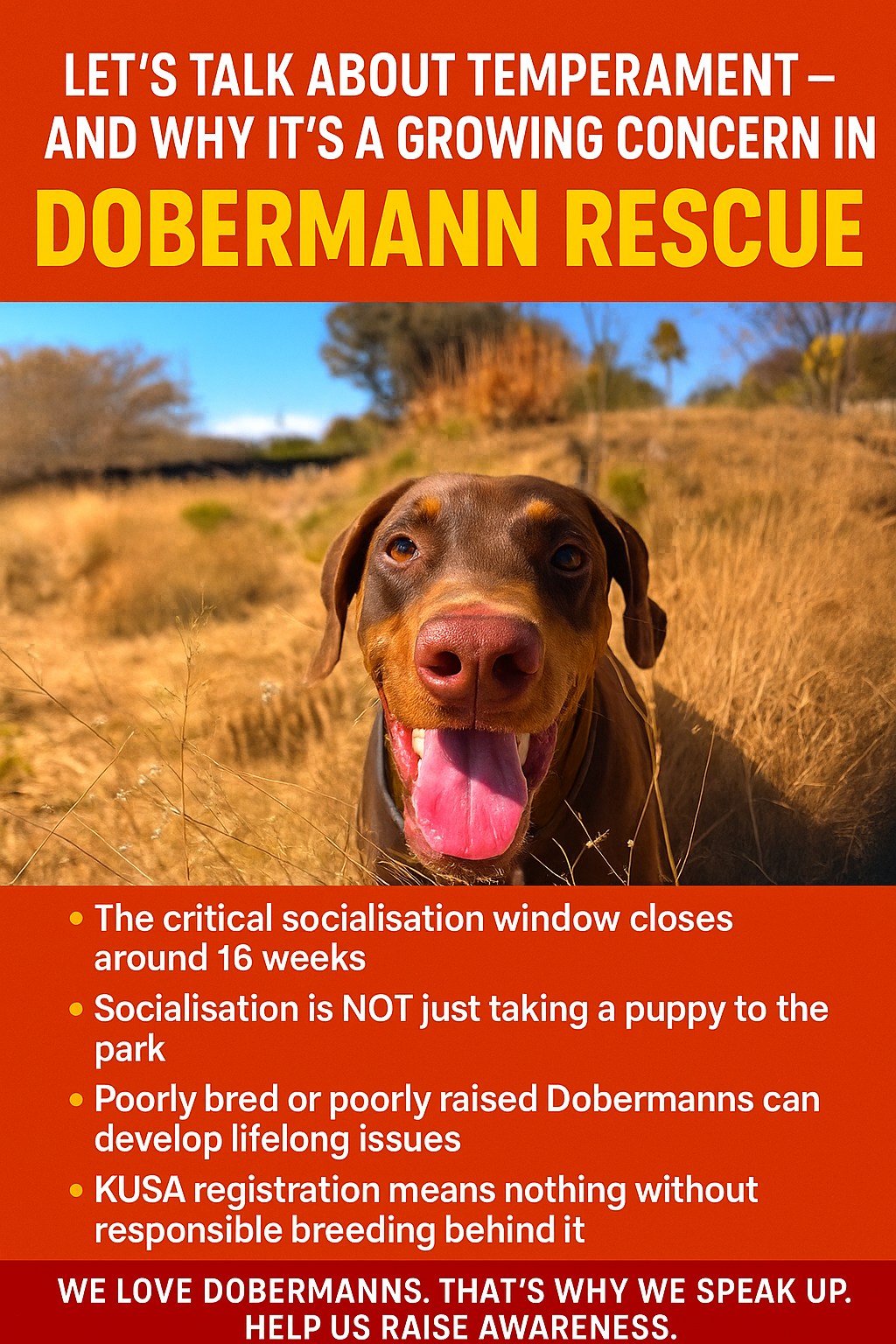 Dobermann - 🇿🇦🧠 Let’s Talk About Temperament – and Why It’s a Growing ...