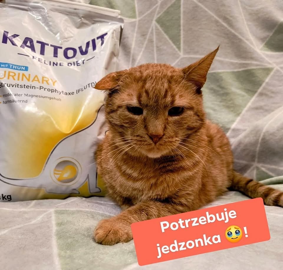 ‼️ RUDZIK PILNIE POTRZEBUJE JEDZONKA URINARY ‼️ Nasz podopieczny Rudzik ...