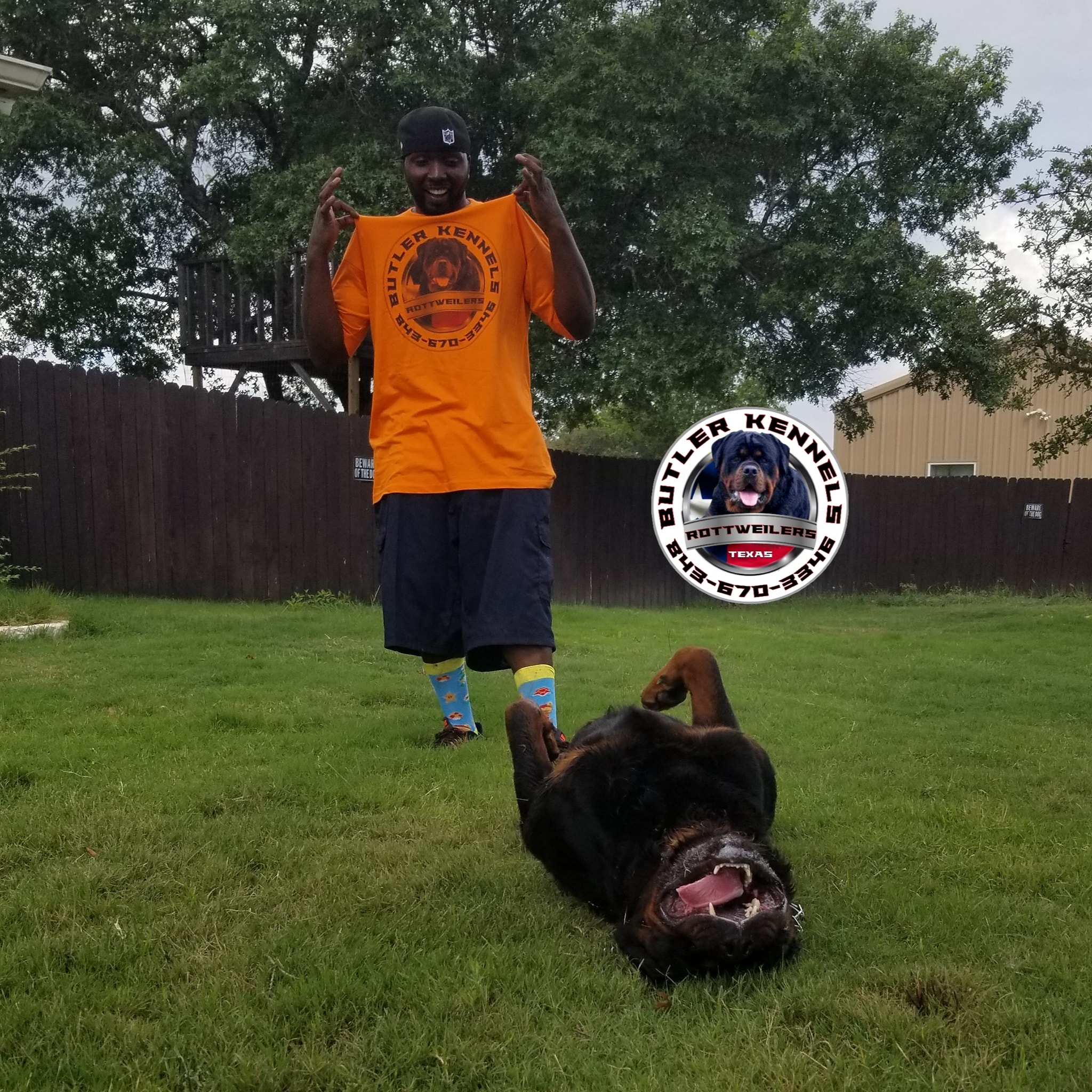 I told Hulk that they're... - Butler Kennels Rottweilers