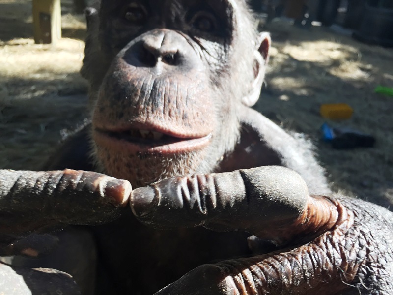 Center - Did you know that great apes can learn sign language ...