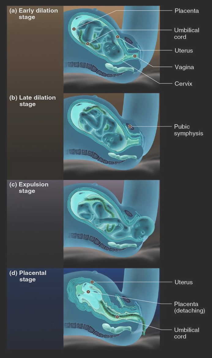 Pregnancy - 🤰 Stages of Birth: What to Expect ⏳ Stage 1: Early labor ...